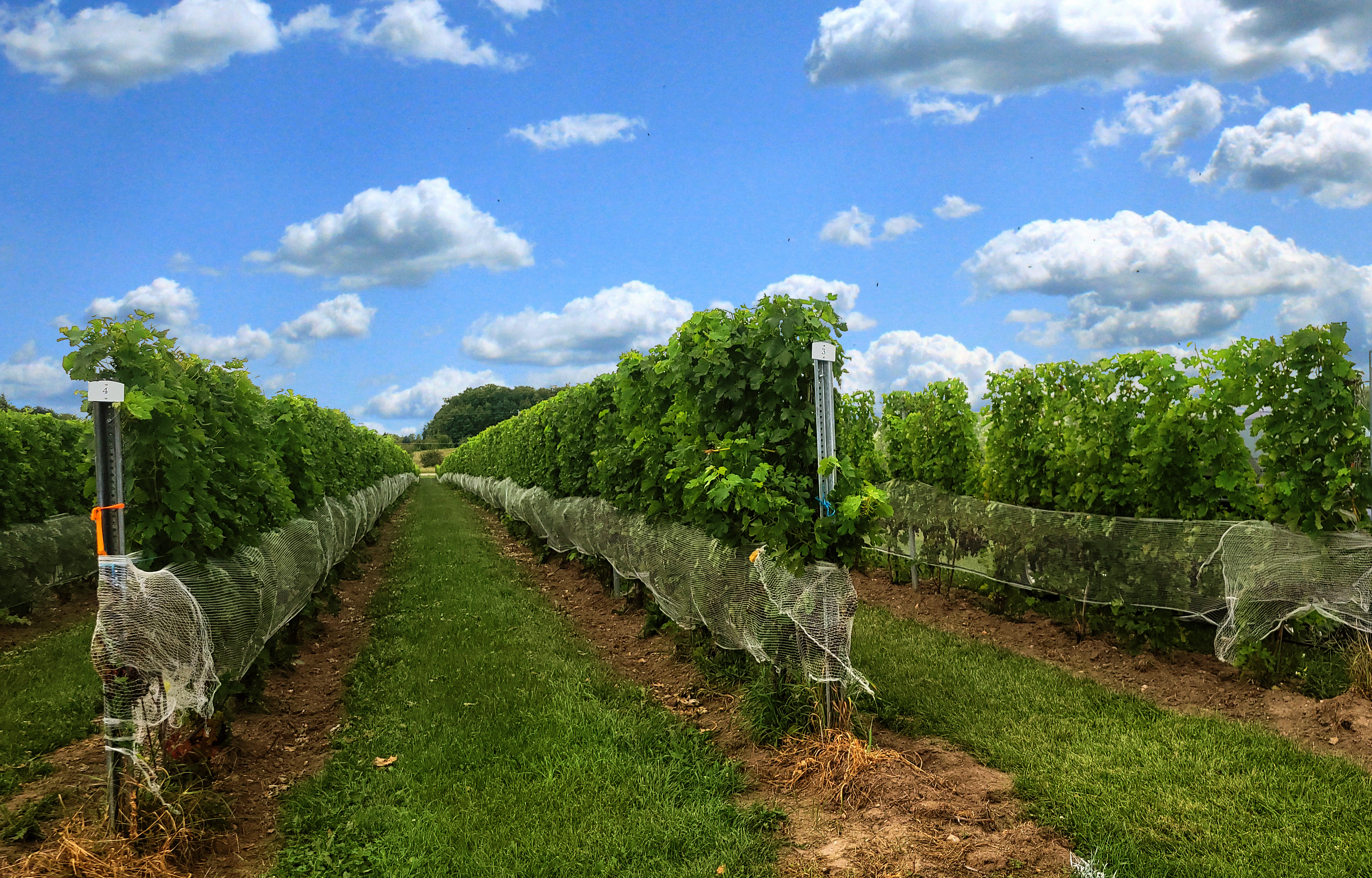 Netting of grape clusters